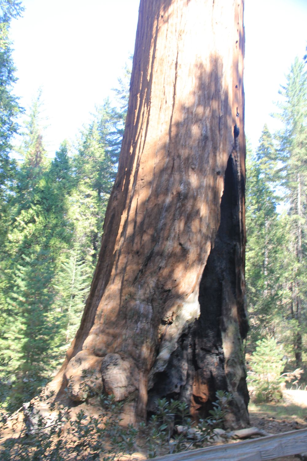 General Grant Tree 